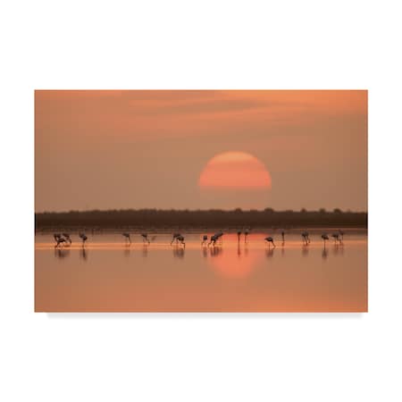 Joan Gil Raga 'Flamingos At Sunrise' Canvas Art,12x19
